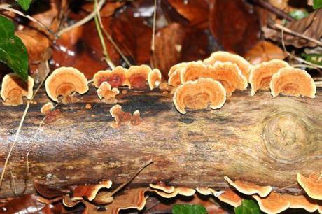 5 veneux 14 janv 2014 004.jpg