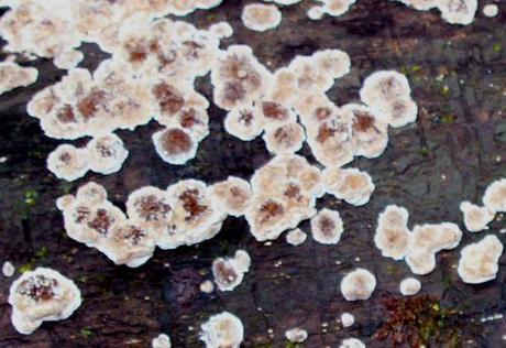 2 champignons rec romi 7 janv 2014 020.jpg