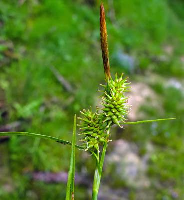 Deux carex des marais tourbo-limoneux : Carex limosa et Carex viridula