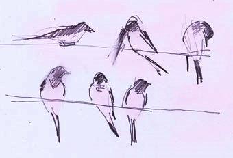 swallows