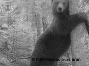 Ours conclusions rapporteur public faveur Cannellito