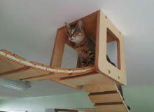 Mobiliers d'escalades pour chats
