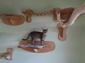 Mobiliers d'escalades pour chats
