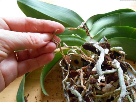 Comment monter une orchidée sur écorce ?