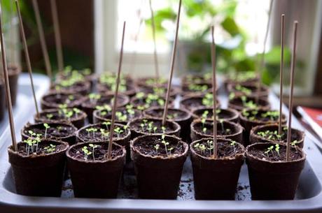 Gardening Plants Jardiner en appartement : le terrarium DIY de Guillaume ! 