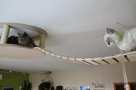 Puisqu'on cause de chat