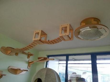 Puisqu'on cause de chat