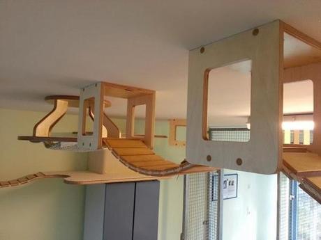 Puisqu'on cause de chat