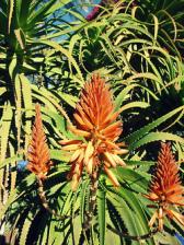 Balade à la villa Majorelle avec Oak Apples