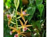Mille orchidées Jardin Plantes partir février