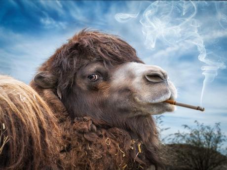 John Wilhelm is a photoholic – A Camel with Marlboro / retouches photos