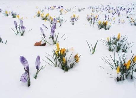 fleurs, neige, fleur, flower, flowers, snow, winter, hiver