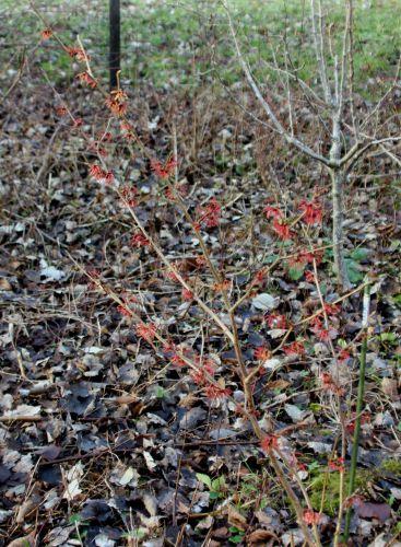 2 hamamelis diane romi 18 janv 2014 051 (1).jpg