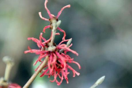 3 hamamelis diane romi 18 janv 2014 051 (2).jpg