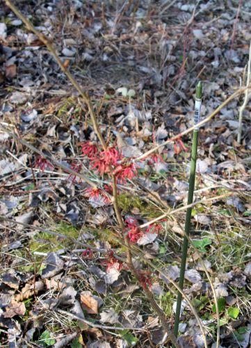 1 diane rec  romi 3 mars 2013 081.jpg