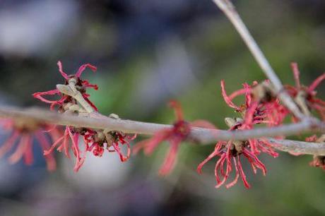7 hamamelis diane romi 18 janv 2014 051 (7).jpg