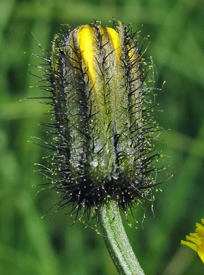 Crepis paludosa (Crépis des marais)