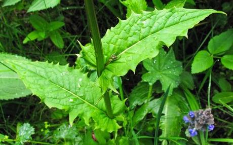 Crepis paludosa (Crépis des marais)