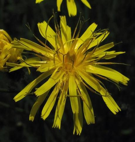 Crepis paludosa (Crépis des marais)