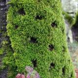Moss Patterns 03