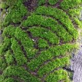 Moss Patterns 12