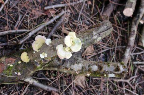 champignons romi 18 janv 2014 067 (1).jpg