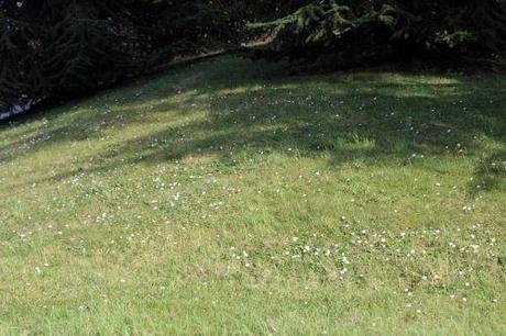 paquerettes 18 janv 2014 005 (1).jpg