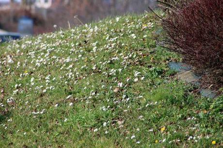 paquerettes 18 janv 2014 005 (3).jpg