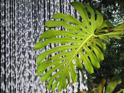 Noces Végétales au Jardin des Plantes