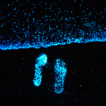 L’IMAGE DU JOUR : Bioluminescent Phytoplankton