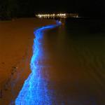 L’IMAGE DU JOUR : Bioluminescent Phytoplankton