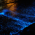 L’IMAGE DU JOUR : Bioluminescent Phytoplankton