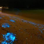 L’IMAGE DU JOUR : Bioluminescent Phytoplankton