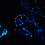 L’IMAGE DU JOUR : Bioluminescent Phytoplankton