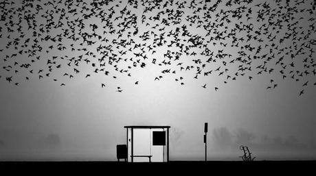 annemieke stuij Sélection Pixfan 1X #4