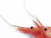 supplémentation astaxanthine n'augmente capacité oxyder graisses chez cyclistes entrainés