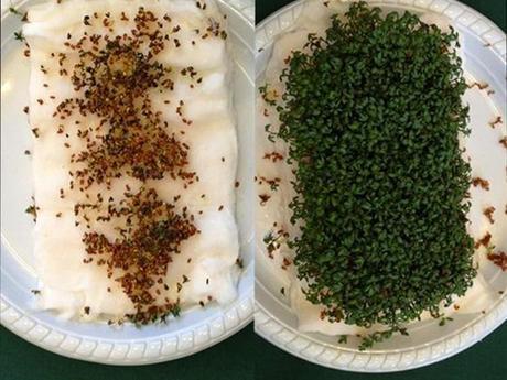 Ondes Wi-Fi, danger ? hebergeur image