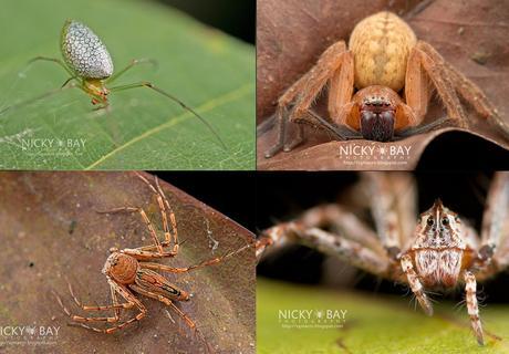 Les plus impressionnantes photos d'araignées de Nicky Bay
