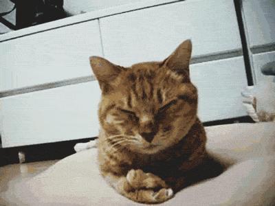 cat facepalm