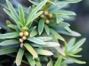 Taxus baccata, bourgeons floraux