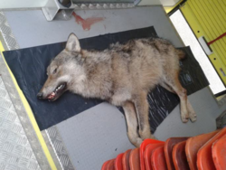 Le jeune loup découvert mort à Saint-Michel-de-Maurienne le 19 janvier 2014
