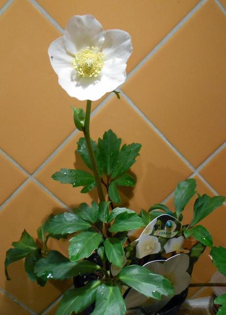 Hellebore
