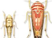 Imposer vignerons passage d’un insecticide