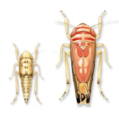 insecticides,vigne,viticulture,environnement,vin bio,santé,insectes