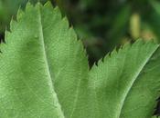 Alchemilla glabra (Alchémille alpestre, Alchémille glabre)