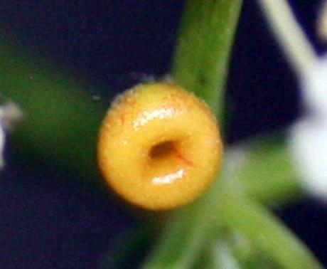 6 chinensis nectaire le 24 juillet 2008 011.jpg