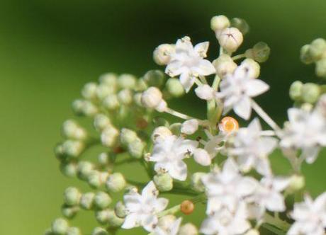 5 chinensis romi 12 sept 2013 011 (2).jpg