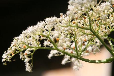 3 chinensis veneux 1 août 001.jpg