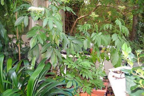 1 chinensis 10 sept 2008 003.jpg