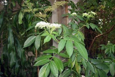 2 chinensis 10 sept 2008 004.jpg